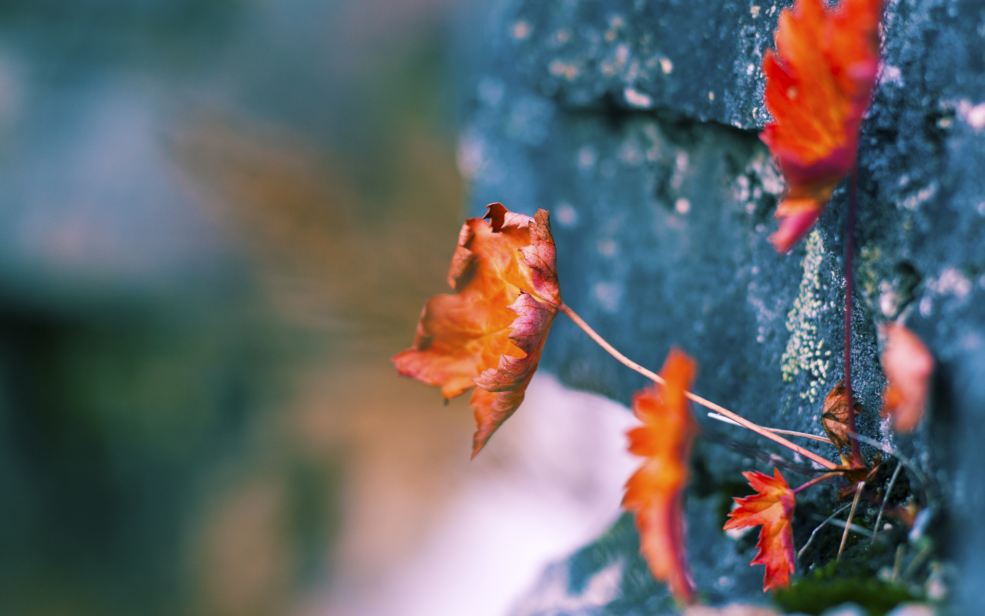 英超球队赛季中期体能负荷动态调整策略，英超tifo