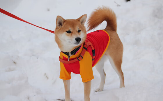 乐鱼官网安全-出发反应快，前50米抢占节奏，50米反应速度训练