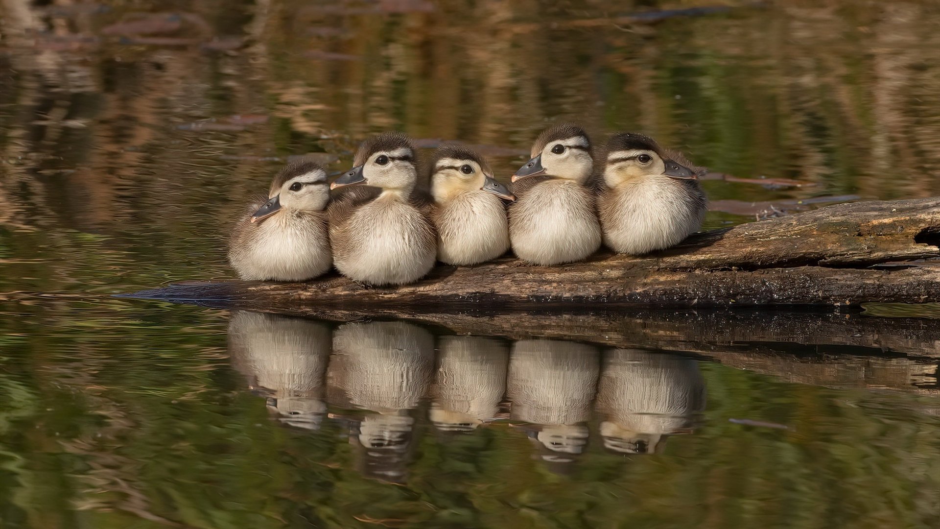 乐鱼体育在线网站-国家男篮球员积极备战展现良好训练氛围，男篮 训练