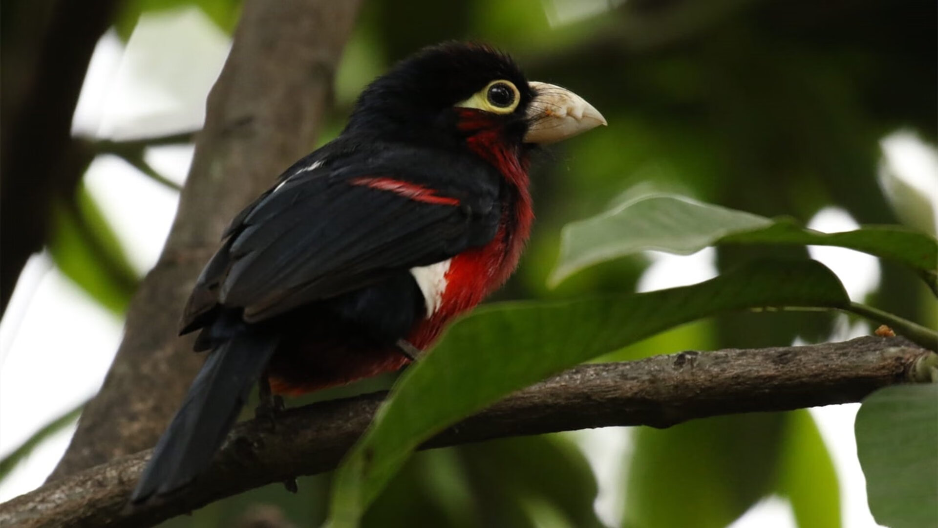 埃及队未来展望:加强青训,培养顶尖球员,埃及队前锋