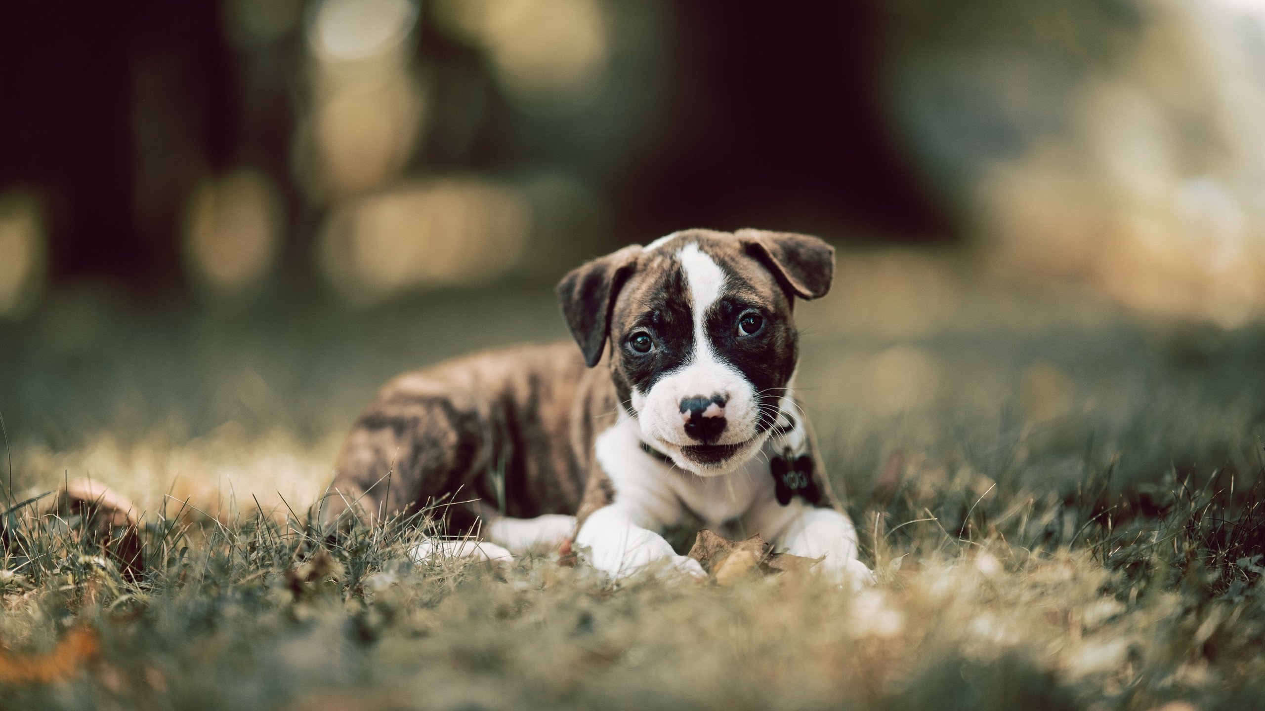 乐鱼体育官网-奥运备战目标明确全力冲刺，调整完善奥运备战方案