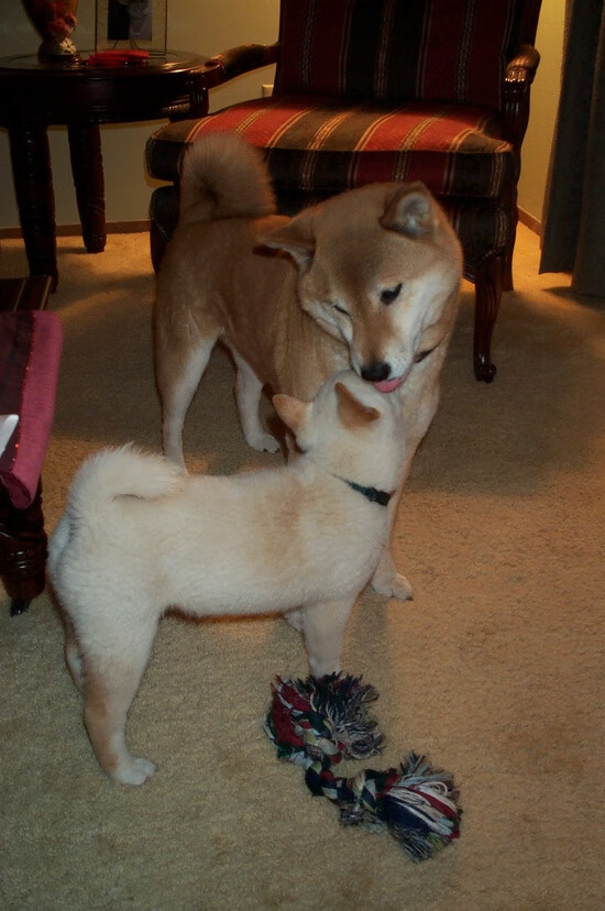 奥运备战目标明确全力冲刺,调整完善奥运备战方案