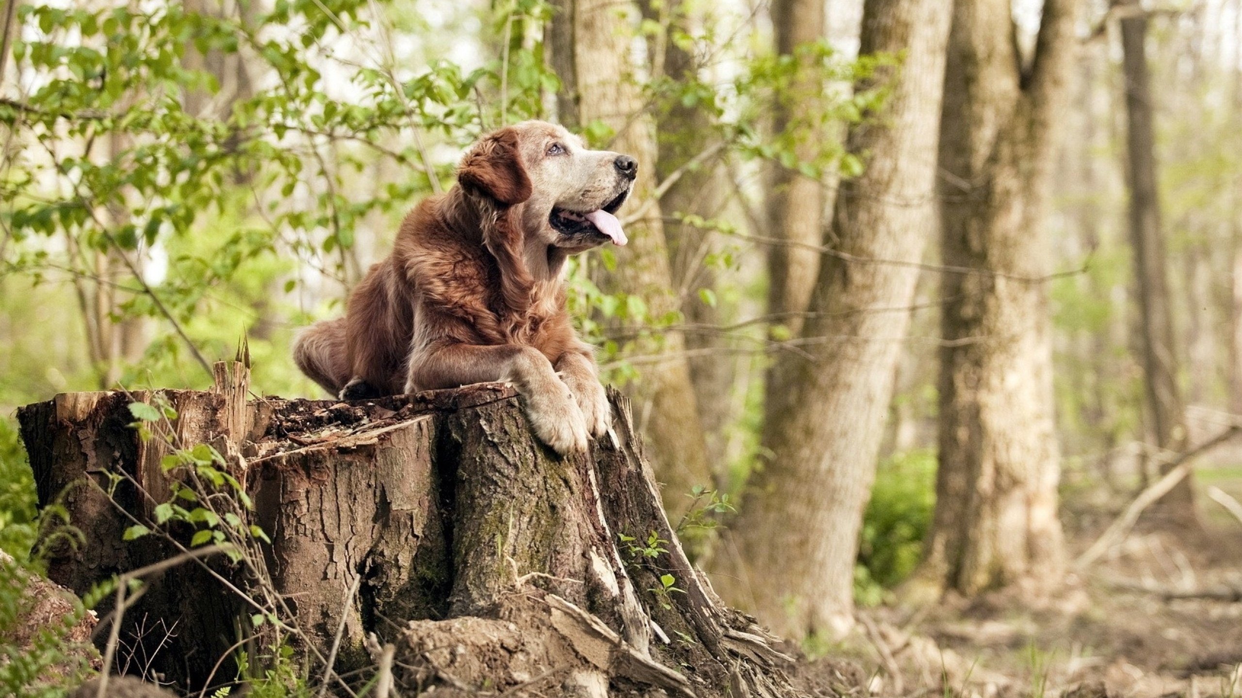 “华金·托比利亚:阿根廷美洲狮队的快速反击利器,未来潜力无限”
