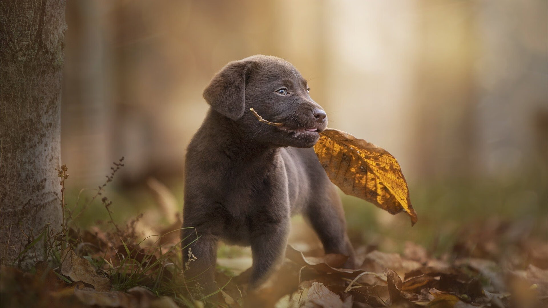 希腊女篮在欧洲锦标赛中再夺佳绩，保持传统强队风采，希腊队 欧洲杯